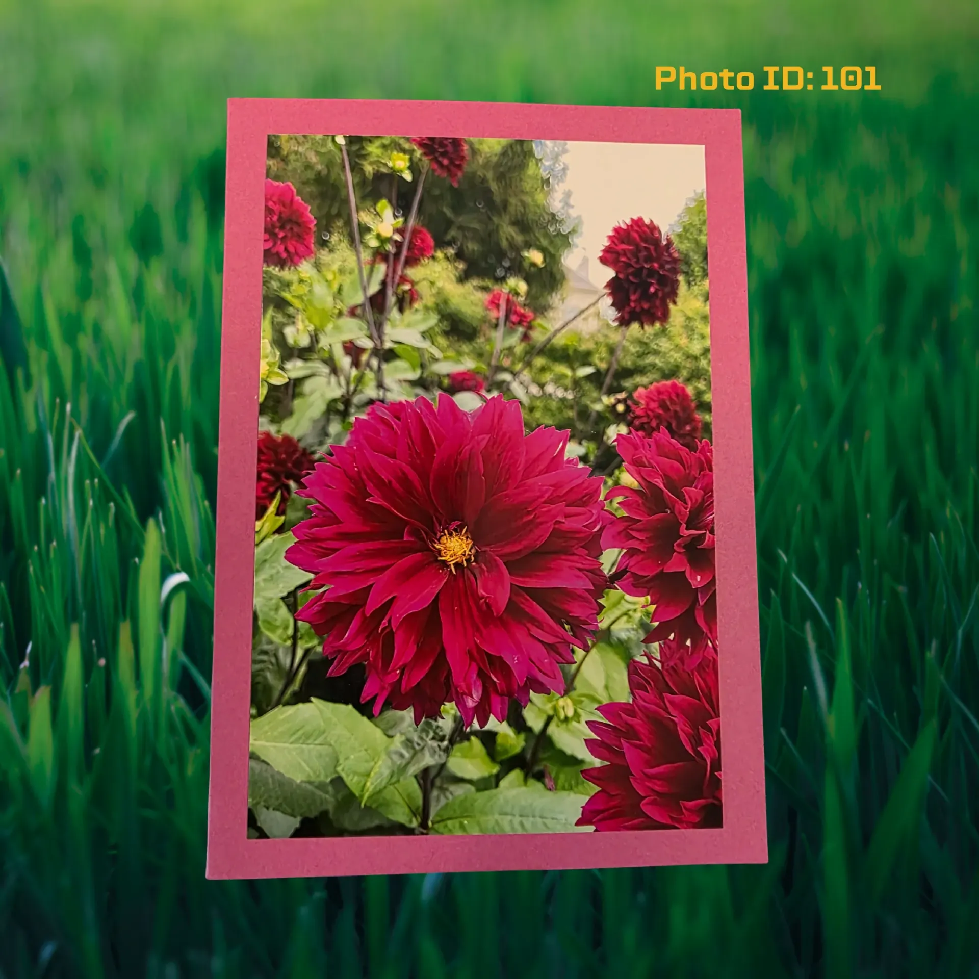 Card with Photo (101)